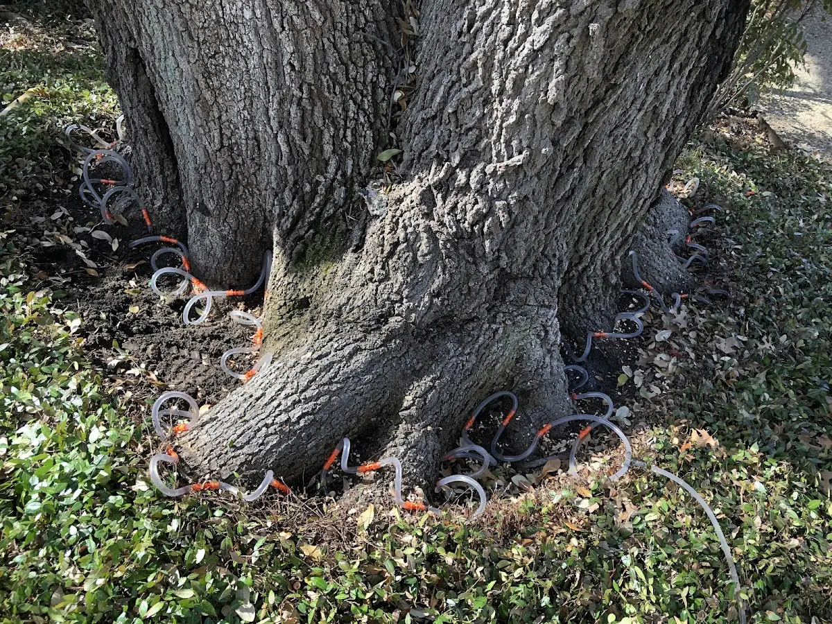 Detailed Tree Cabling and Bracing job site in Cascade
